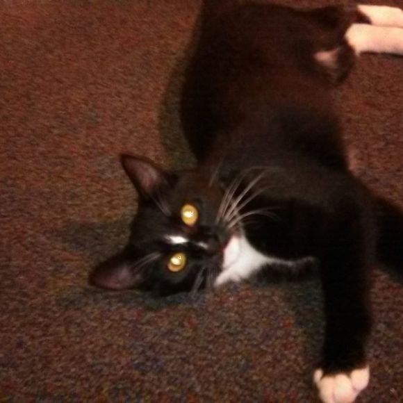 alexabrooks331